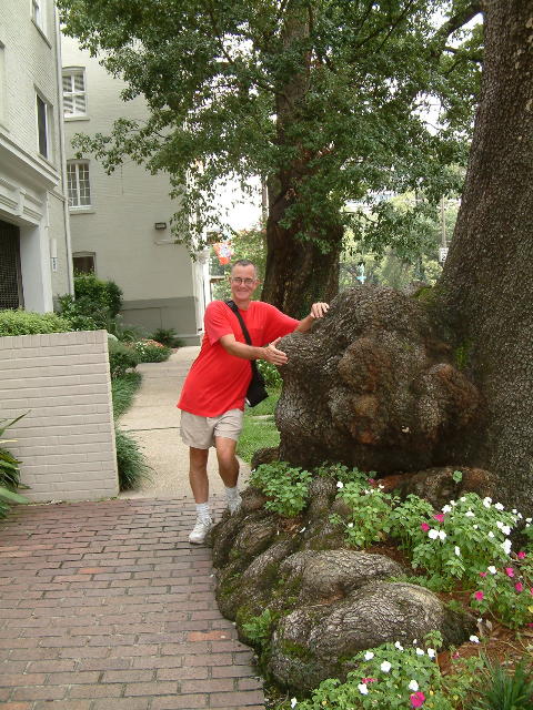 Large burl on a Live Oak Tree