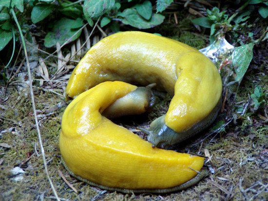 Two Banana slugs doing the Wild Thing