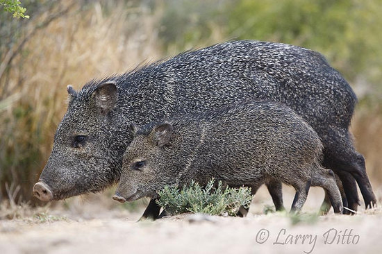 Collared Peccary:  Photo by Larry Ditto