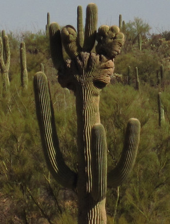 Crested Saguaro Crested Saguaro