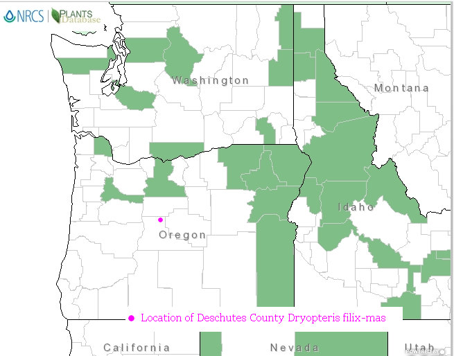 Distribution of Dryopteris filix-mas in the  Oregon
