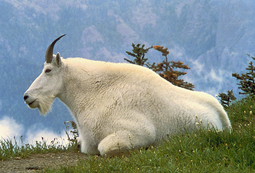 Mountainn Goat