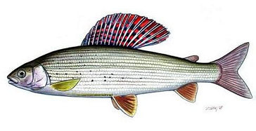 Grayling fish