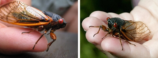 Periodical cicada on the left -  annual cicada on the right