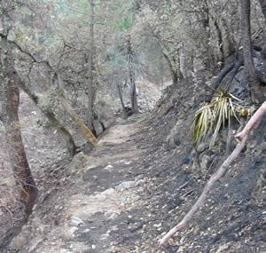 Photo:  Old Baldy Trail after Florida Fire