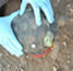 Researcher examines Desert tortoise 