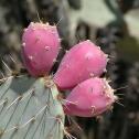 prickly pear fruits