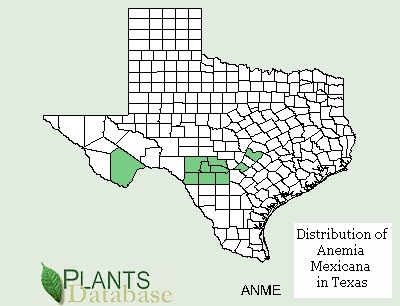 Distribution of Anemia Mexicana in Texas