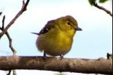 Yellow-throated vireo and other migratory songbirds depend on the bottomland hardwood forest for resting and shelter. (Photo: LNHP)