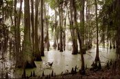 Bald cypress and tupelo are native in the wettest areas of the Northern and Southern Backswamps (Ecoregions 73d and 73m). (Photo: LNHP)
