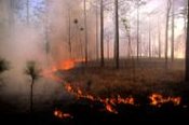 Fire historically was, and still is, an important component of longleaf pine forests of Ecoregion 35. In the absence of fire, longleaf pine and many of its associated plants and animals are replaced by other species. (Photo: Bill Platt, LSU)