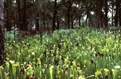 Yellow pitcher plants (<em>Sarracenia alata</em>) are a characteristic species of hillside bogs of Ecoregion 35. (Photo: LNHP)