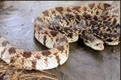 The Louisiana pine snake is considered one of the rarest snakes in North America. Its historical range included longleaf pine woodlands on deep sandy uplands of Ecoregion 35 in west-central Louisiana and eastern Texas. They depend on pocket gophers for food and burrows for shelter. (Photo: Memphis Zoo)