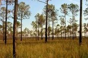 Pine savannas were once more common in Ecoregion 75a. Longleaf pine was once the predominant tree species, with a very diverse herbaceous layer. (Photo: Alice Dossett)