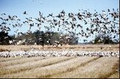 Snow geese feed in rice fields in Ecoregion 34a. Louisiana’s coastal wetlands provide winter habitat for 50% of the Mississippi flyway waterfowl population. (Photo: John Pitre, NRCS)