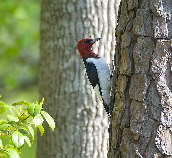 Red-headed_Woodpecker Red-headed_Woodpecker