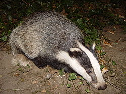Badger photo from WikiPedia Badger photo from WikiPedia