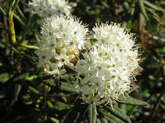 Flower truss of Rhododendron groenlandicum Flower truss of Rhododendron groenlandicum