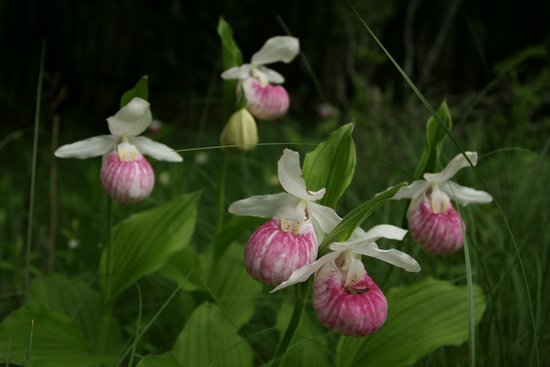 Showy Lady's-slipper - Cypripedium reginae Showy Lady's-slipper - Cypripedium reginae