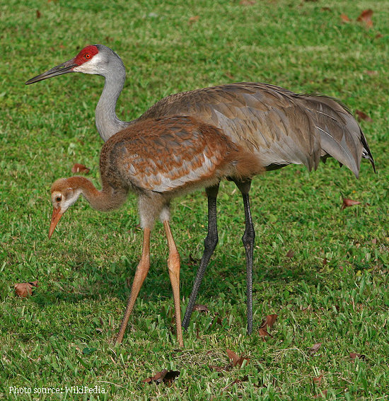 Sandhill Crane and young