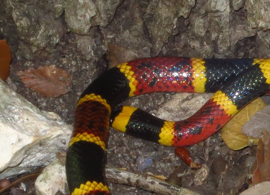 Coral Snake: detail of head