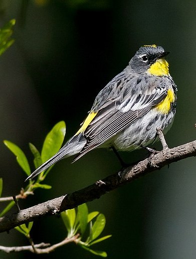 Yellow-rumped_Audubons_Warbler.jpg