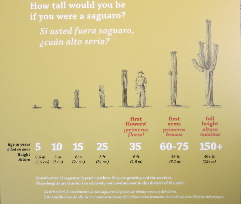 Saguaro growth rate