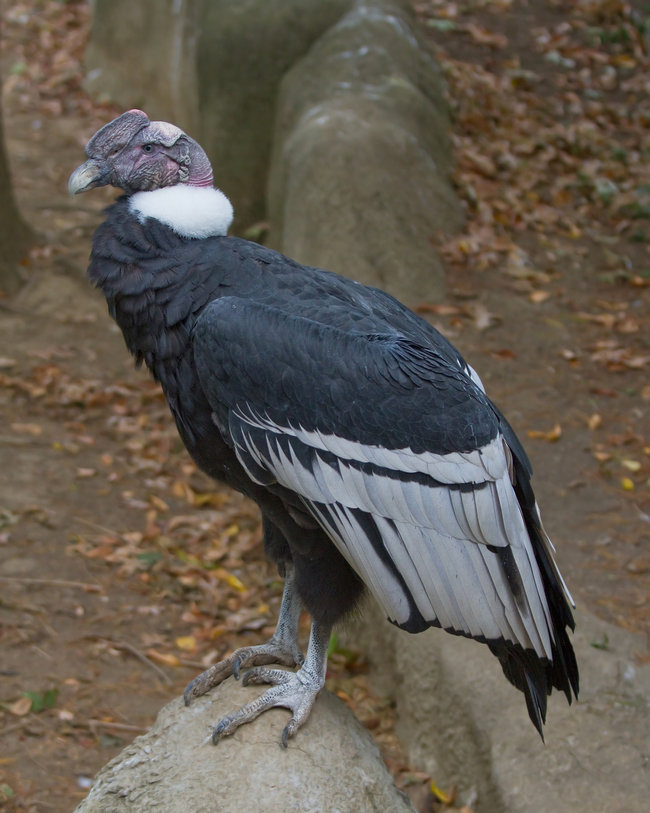 Andean condor: male