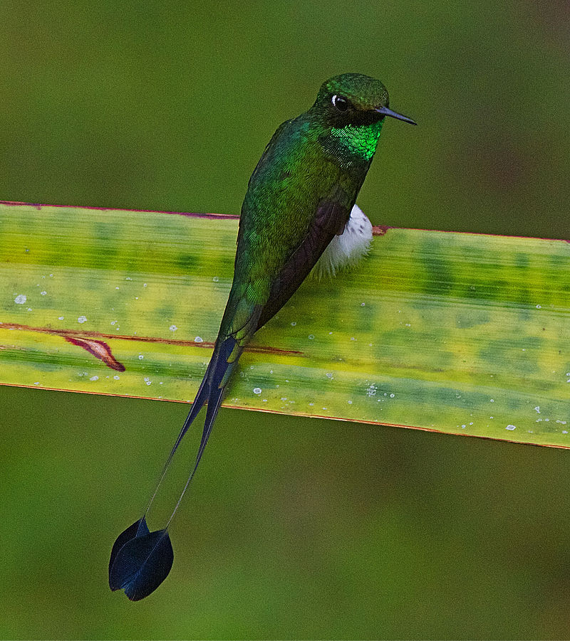 White-booted racket-tail