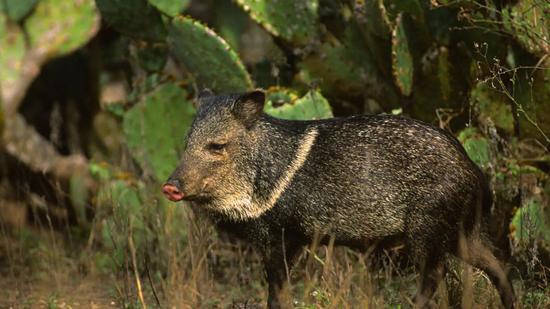 Javelina and prickly pear